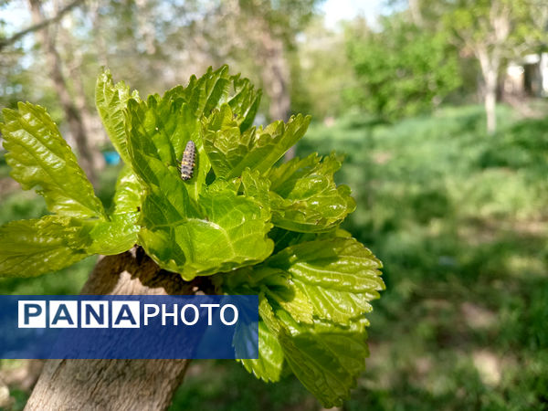 جلوه‌هایی از طبیعت تابستانی خلجستان و جعفرآباد قم