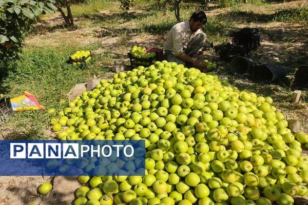 فصل زیبای پاییز در شهر بار نیشابور 