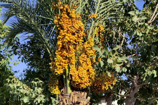 باردهی خرما در منطقه دارایی؛ گرمای بی‌سابقه تابستان، درختان حیاط را به ثمر نشاند