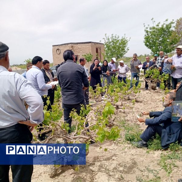 کلاس آموزشی تغذیه باغات انگور در شهر تیتکانلو