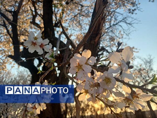 طبیعت با شکوفه‌های رنگارنگ به استقبال نوروز آمد