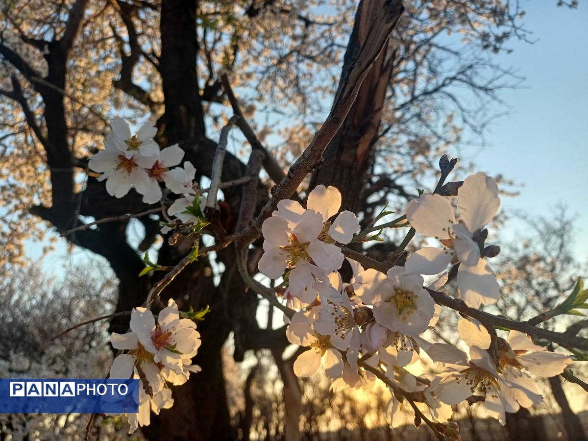 طبیعت با شکوفه‌های رنگارنگ به استقبال نوروز آمد