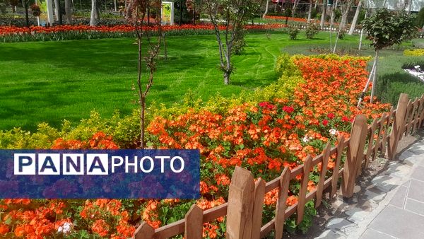جلوه‌گری رنگ‌ها در دل بهار در یازدهمین جشنواره لاله‌ها در پارک چمران کرج