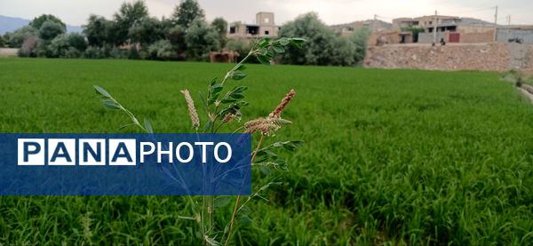 برنج‌کاری در لردگان؛ نماد زندگی و فرهنگ محلی