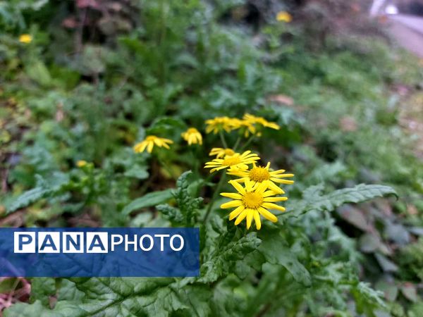 کردکوی، سرسبزترین شهرستان گلستان