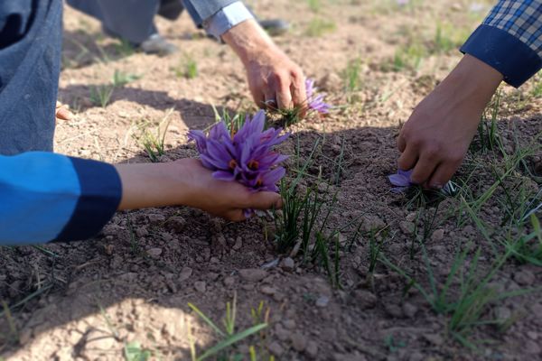 زنگ تفریح در مزرعه زعفران