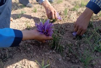 زنگ تفریح در مزرعه زعفران