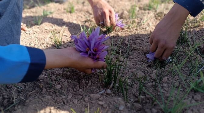 زنگ تفریح در مزرعه زعفران