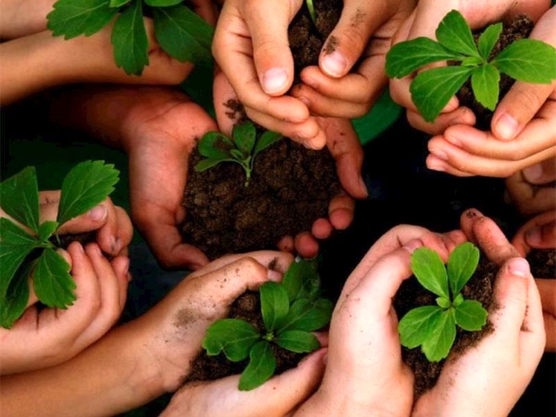 روز درختکاری، فرصتی برای تجدید عهد با طبیعت و یادآوری اهمیت درختان در زندگی است