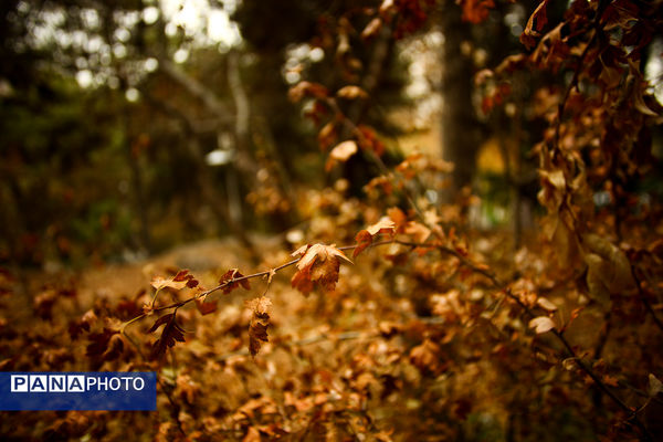 پاییز خیال انگیز در پارک جمشیدیه