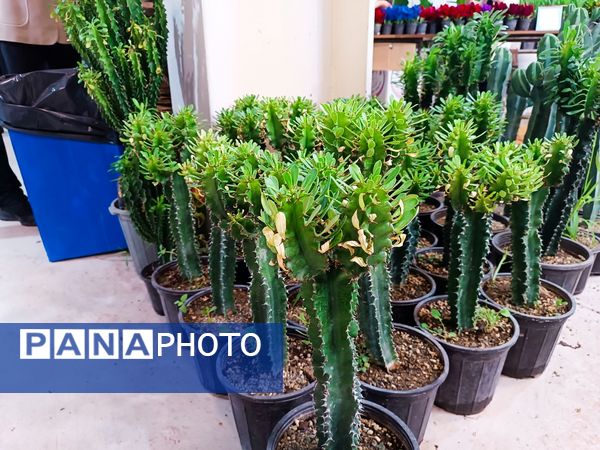  دهمین نمایشگاه گل و گیاه و گیاهان آپارتمانی در اردبیل