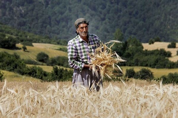 بحران کشاورزی در بروجرد؛ زحمت فراوان، سود ناچیز