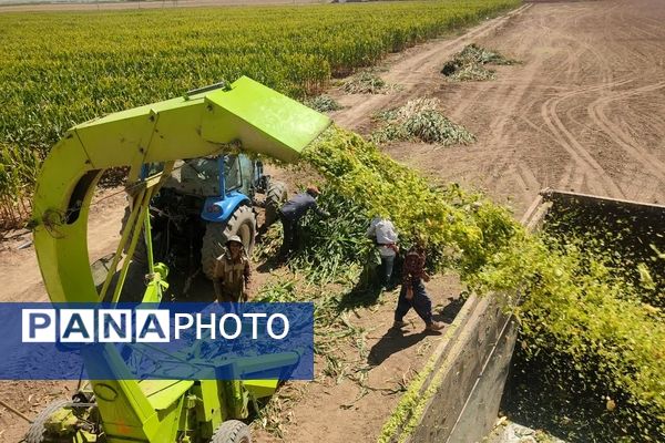 جمع آوری ذرت علوفه ای در روستاهای شهرستان فاروج 