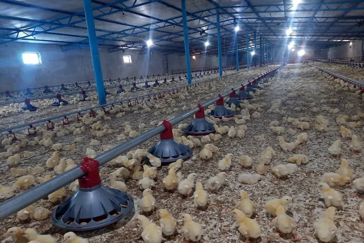 استمرار افزایش تولید و کاهش قیمت گوشت مرغ در بازار