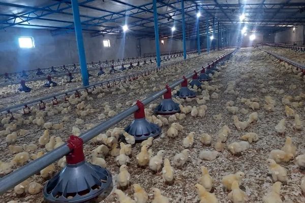 افزایش یک میلیون قطعه‌ای جوجه‌ریزی استان تهران با احیای ۲۹ مرغداری راکد