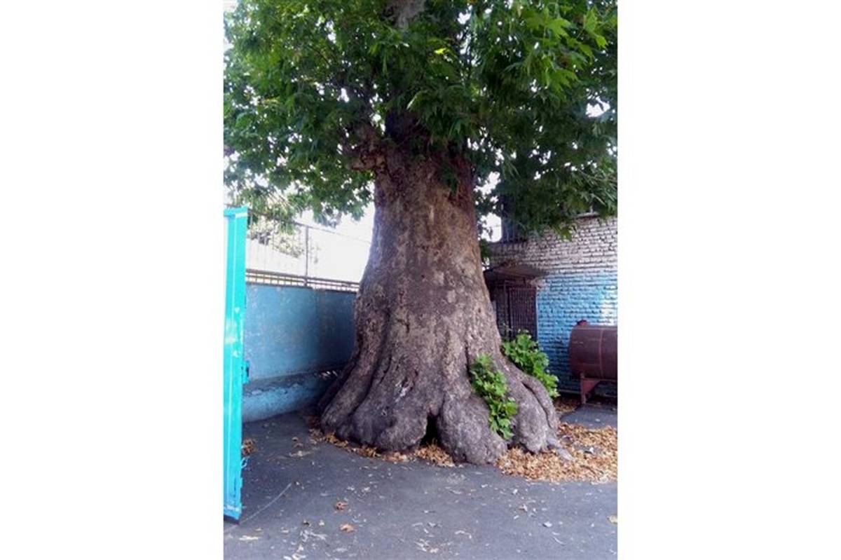 درخت چنار کهنسال مدرسه خسرویه ساری ثبت میراث طبیعی ملی شد