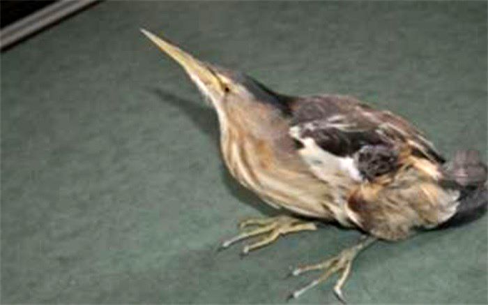 تحویل یک قطعه پرنده از نوع بوتیمار به محیط زیست اسلامشهر
