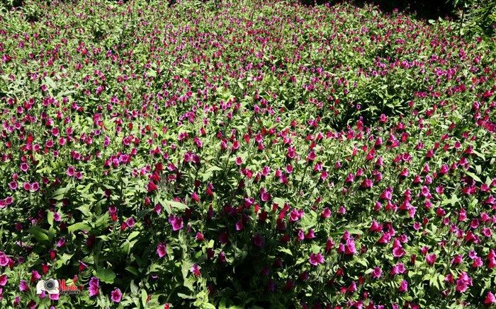 برداشت گل گاوزبان از سطح ۲۲ هکتار از مزارع منطقه الموت آغاز شد