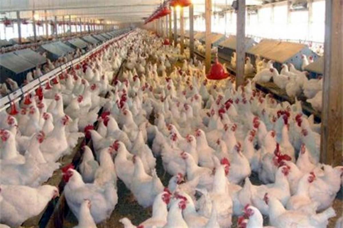 معاون وزیر جهادکشاورزی:‌ طرح استانداردسازی وزن مرغ در دستور کار قرار دارد