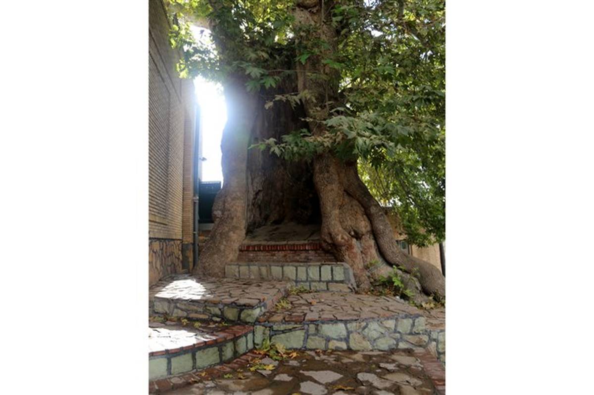 5 درخت کهنسال استان مرکزی ثبت ملی شد
