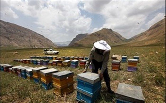رونق عسل‎های تقلبی در گلستان با عدم آگاهی مردم و فقدان مرکز تخصصی