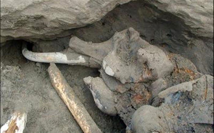 فسیل دندان ماموت ۲ میلیون ساله در اردبیل ‌کشف شد