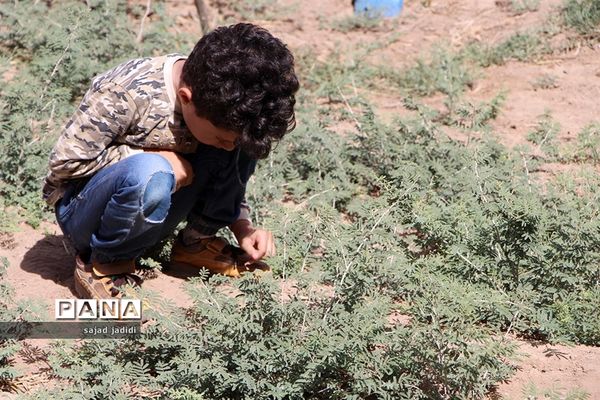 بازدید اعضای سازمان دانش آموزی  از اولین مدرسه طبیعت استان یزد