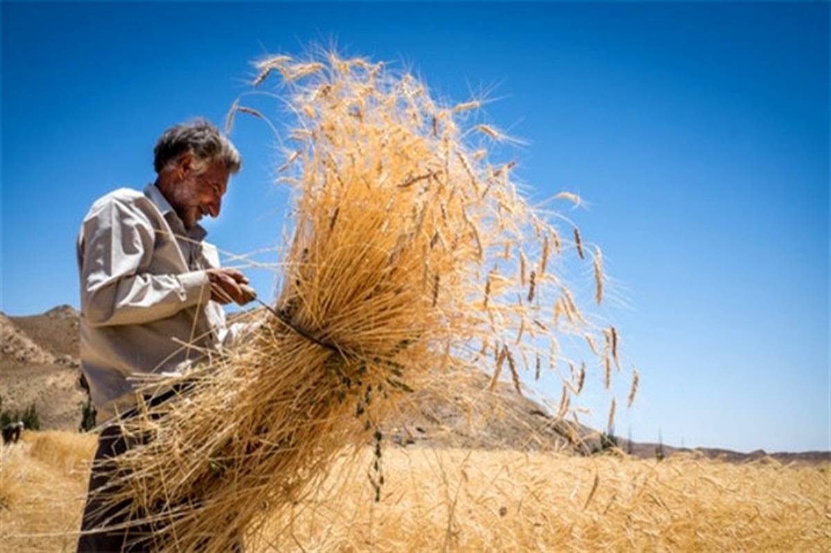 برداشت بیش از 39 هزار تن گندم در یزد