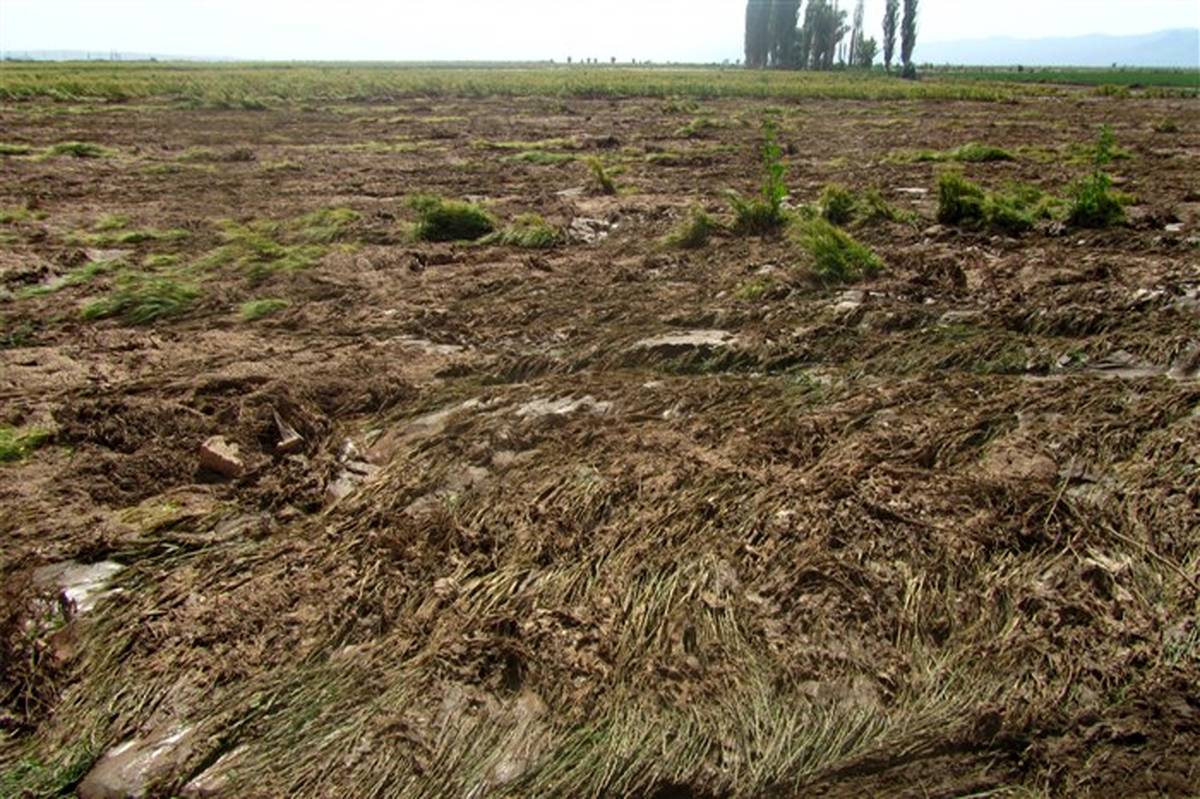 جاری شدن سیل خساراتی را به بخش کشاورزی شهرستان بوئین زهرا وارد کرد