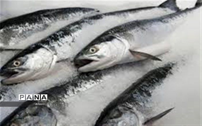 صادرات ماهی منجمد از البرز به روسیه