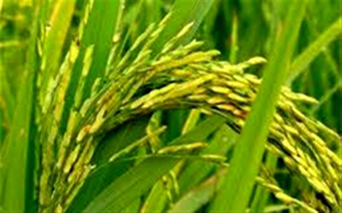 مشاهده موردی خوشه‌زنی ساقه‌های برنج در شهرستان رشت