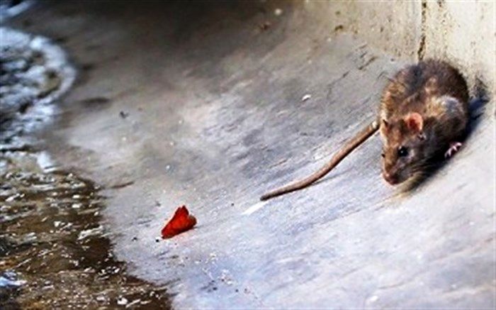 سرشماری موش‌های تهران