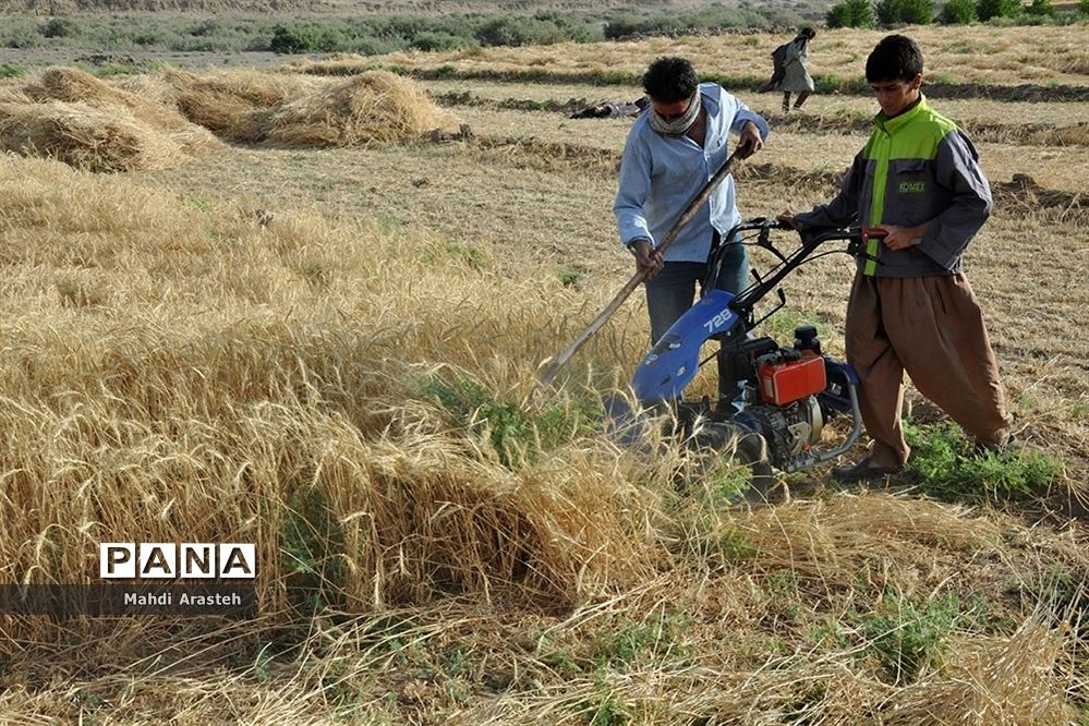 آغاز برداشت گندم از مزارع شهرستان خوسف خراسان جنوبی