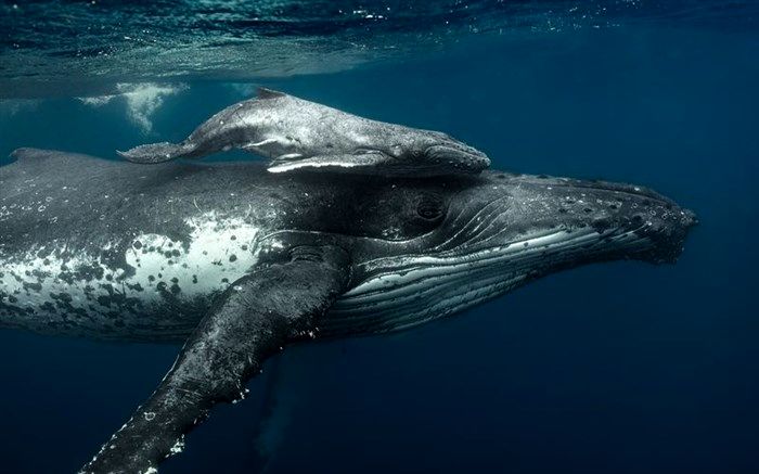 مهر مادری نهنگ در عکس روز نشنال جئوگرافیک