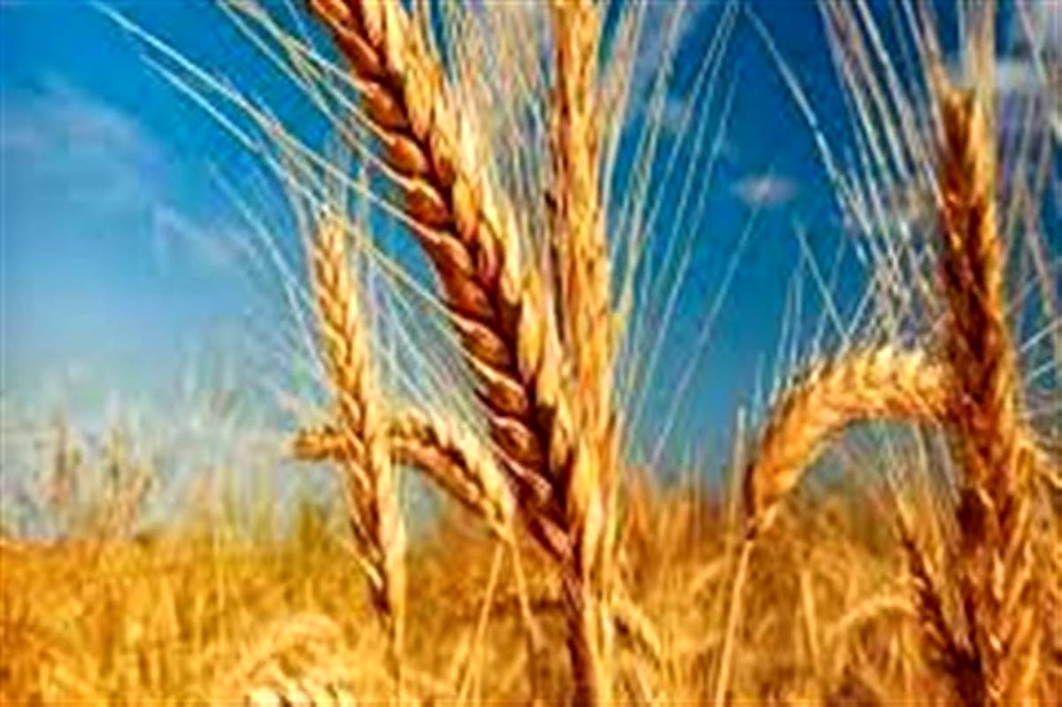 خرید گندم در استان قزوین از مرز ۱۰۰ هزار تن گذشت