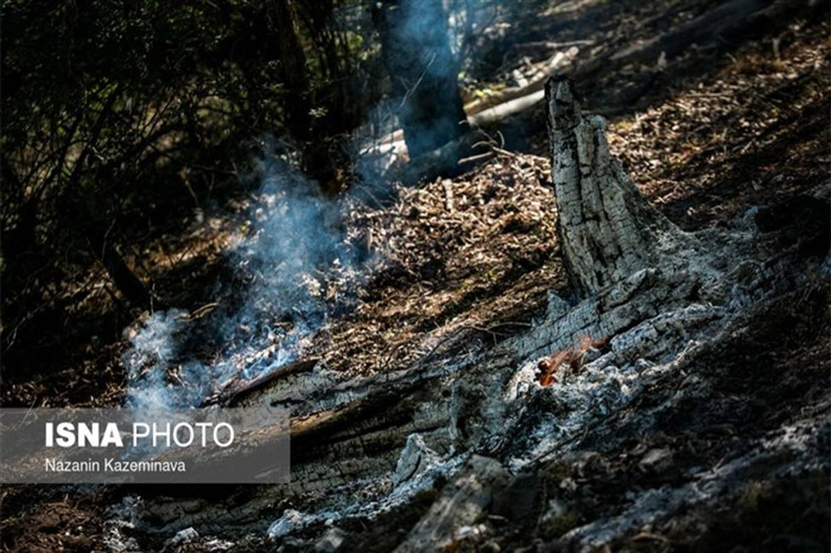 تصاویر/ آتشی که جنگل‌های مازندران را خاکستر کرد