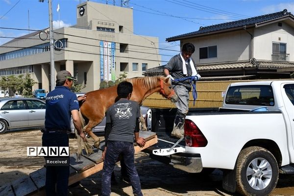 سیل در ژاپن