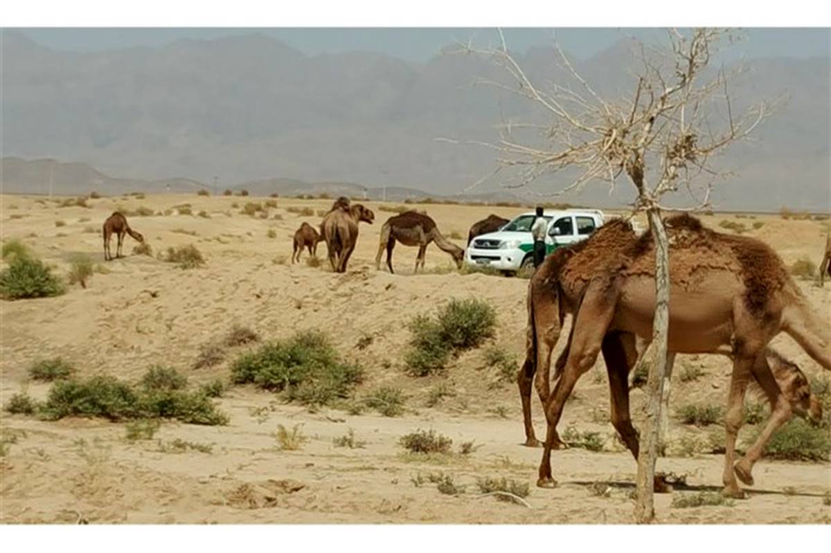 مدیرکل دفتر امور مراتع سازمان جنگل‌ها:‌ ورود شترهای قطری به مراتع ایران کذب است