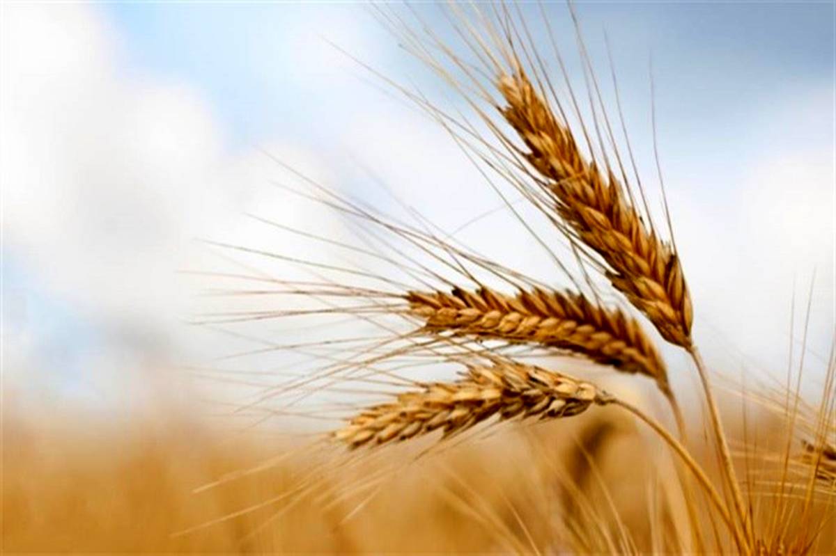 خرید تضمینی 141 هزار تن گندم مازاد بر نیاز زراعین در آذربایجان غربی