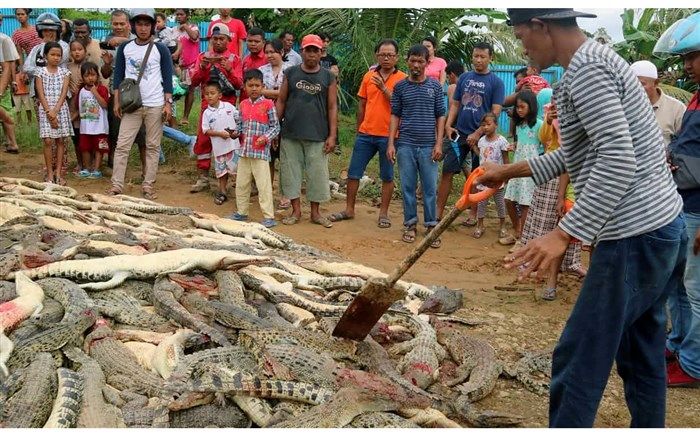 قتل‌‌عام دردناک ۳۰۰ تمساح در روستایی در اندونزی! + تصویر
