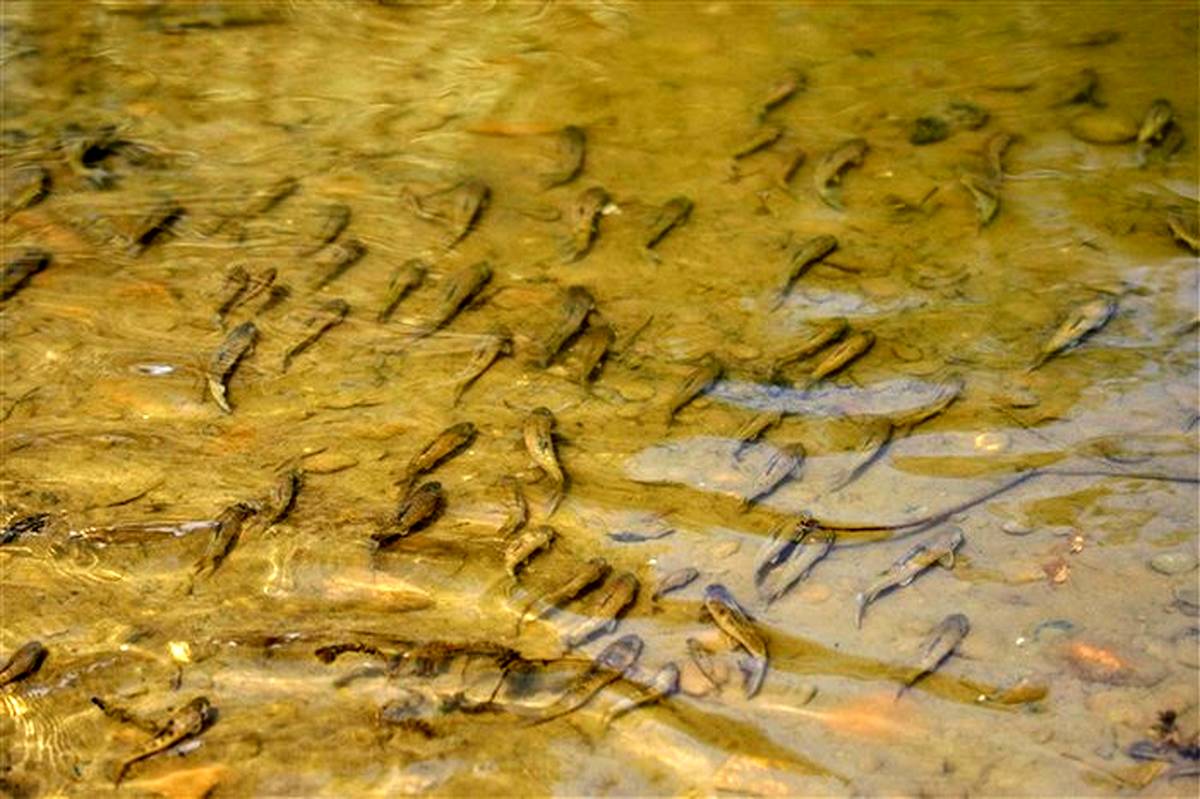 نجات 2000 قطعه ماهی و بچه ماهی در رودخانه قره آقاج ، کهمره سرخی
