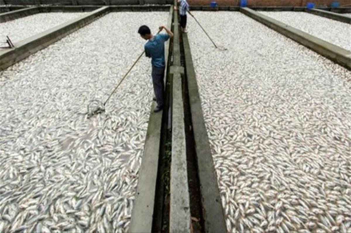 رها سازی 24 هزار بچه ماهی گرمابی در استخرهای پرورش ماهی زابل