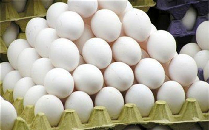 ماهانه بیش از 11 میلیون تخم مرغ نطفه دار در اردبیل تولید می شود