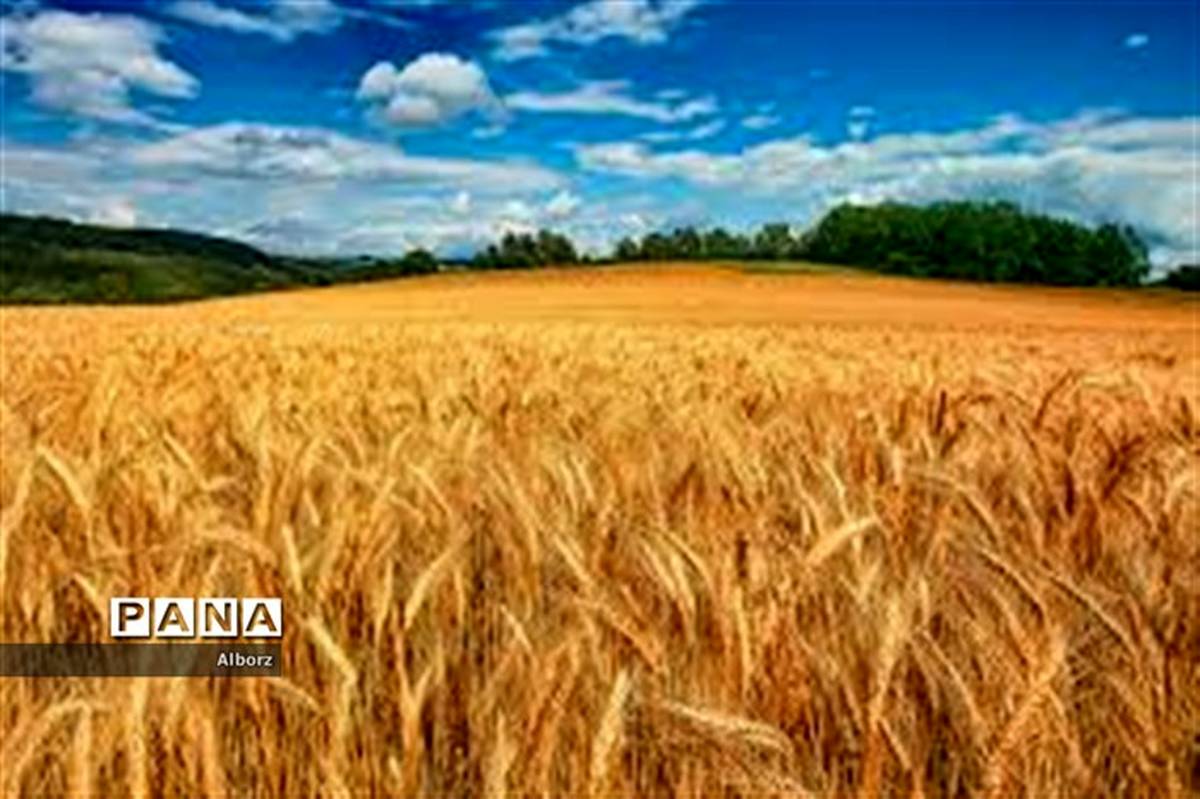 مدیر زراعت سازمان جهاد کشاورزی البرز خبر داد: خرید ۲۸ هزار تن گندم  از کشاورزان البرزی