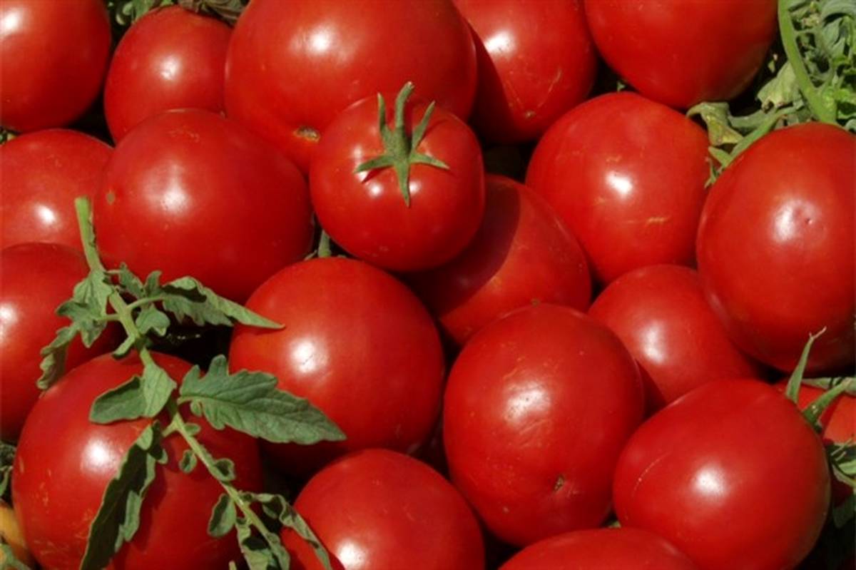 برداشت گوجه فرنگی از سطح یک هزار و ۶۰۰ هکتار از مزارع کشاورزی شهرستان قزوین