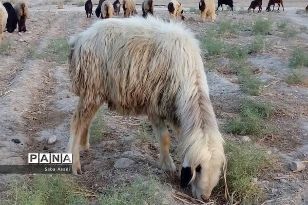 پرورش گوسفند و بره یک سرمایه‌گذاری بی ضرر در گله دار