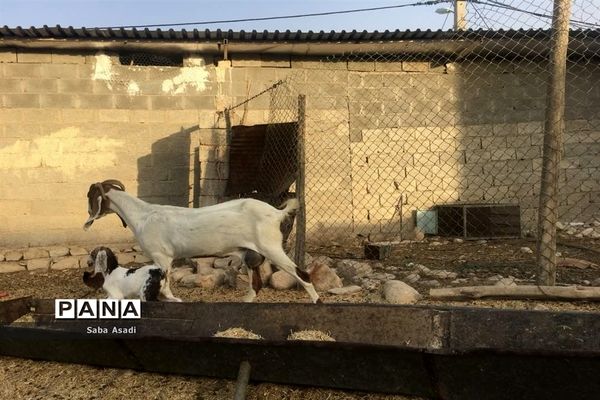 پرورش گوسفند و بره یک سرمایه‌گذاری بی ضرر در گله دار