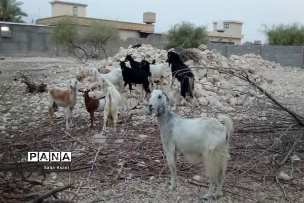 پرورش گوسفند و بره یک سرمایه‌گذاری بی ضرر در گله دار