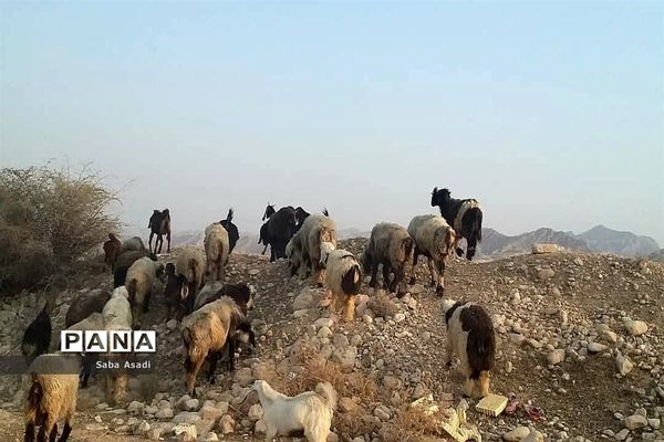 پرورش گوسفند و بره یک سرمایه‌گذاری بی ضرر در گله دار