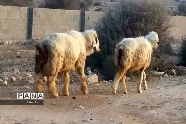 پرورش گوسفند و بره یک سرمایه‌گذاری بی ضرر در گله دار